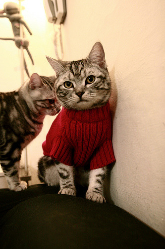 世界障碍赛跑挑战赛，极速越障彰显勇气，障碍跑冠军是谁