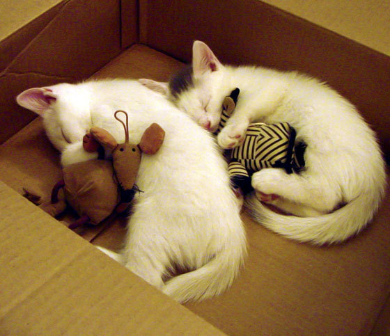 《电竞选手的背后：训练营揭秘》，电竞选手训练的地方叫什么