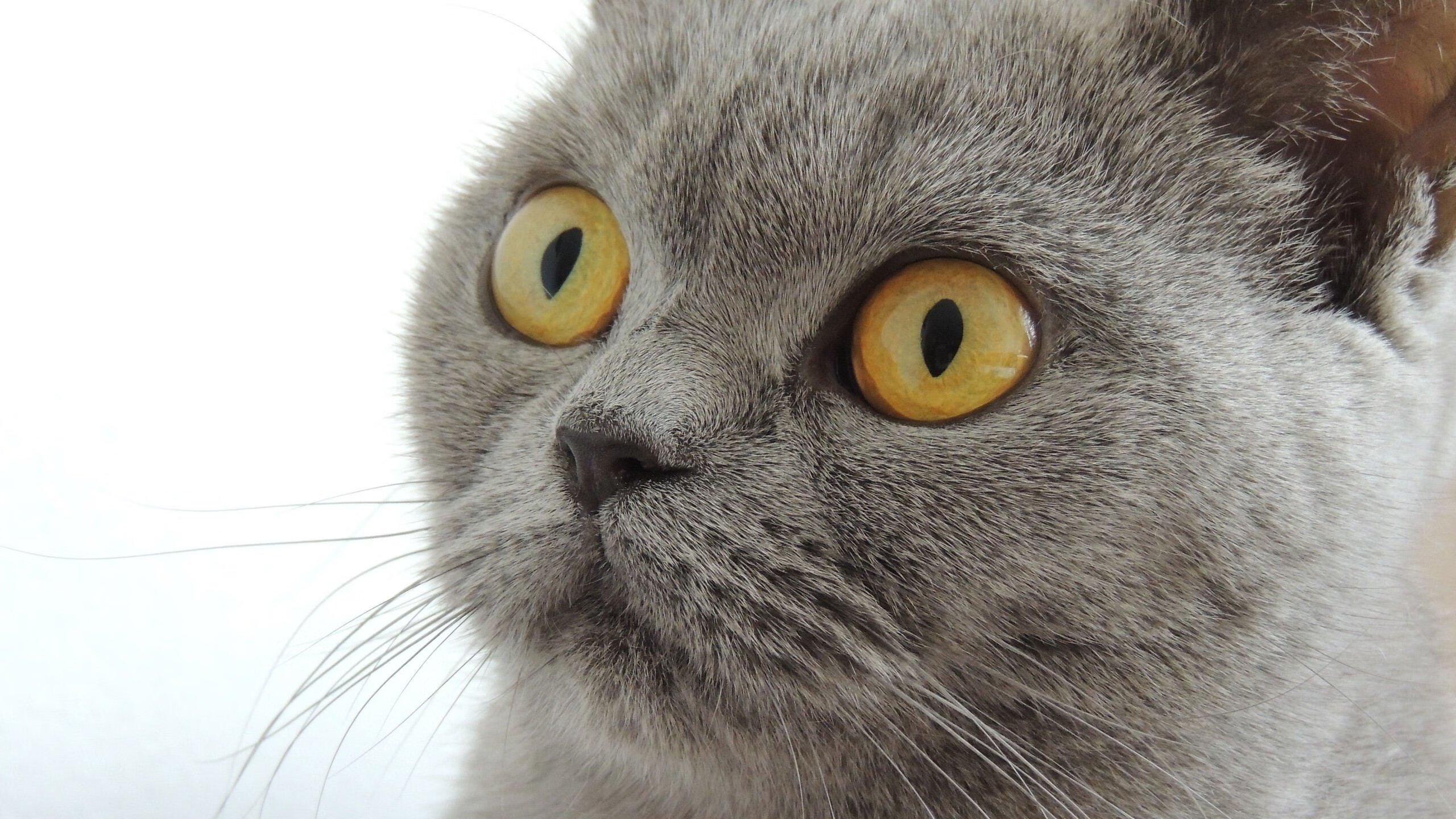 全国青少年“篮球创新杯”线上创新创业大赛正式启动，青少年篮球杯名字